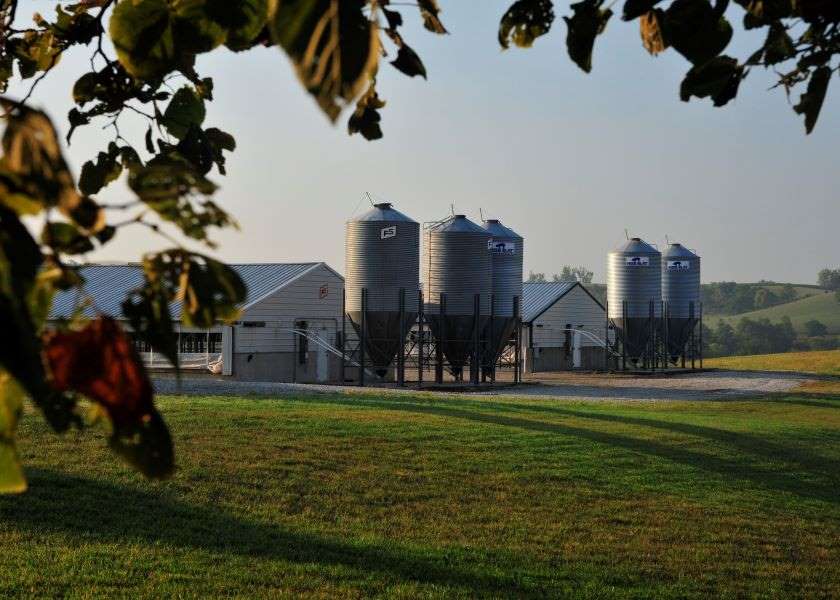 What Impact Does Pork Farming Have on the Environment? Pork Business